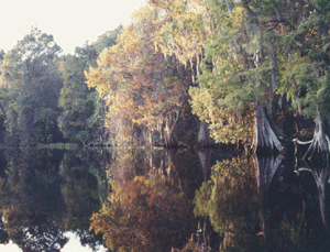 creek.gif (63596 bytes)